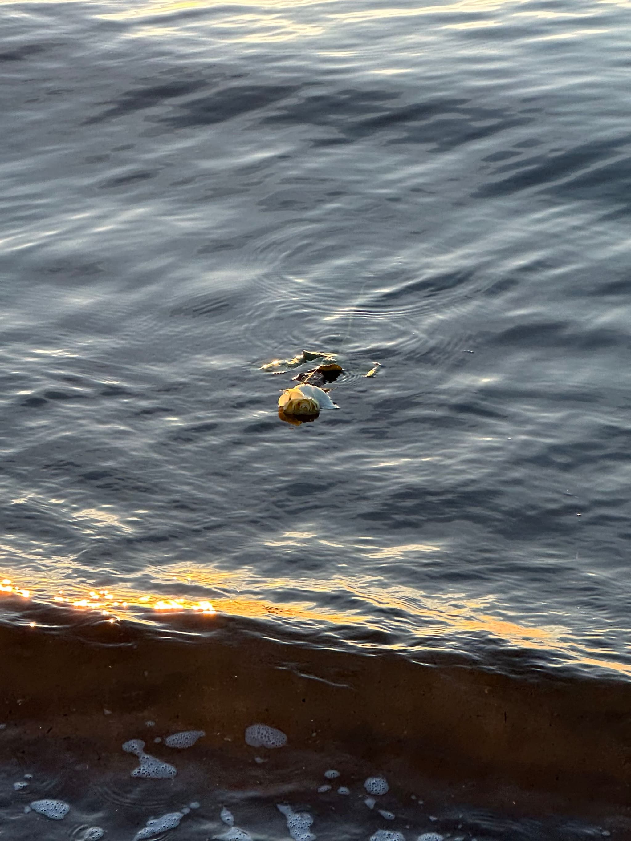 Wreck Beach Flower Adrift